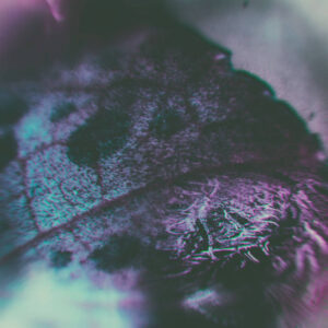 r.roo - Notch - Album Musica IDM