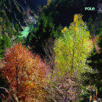 Pole - Wald - Album Musica Dub