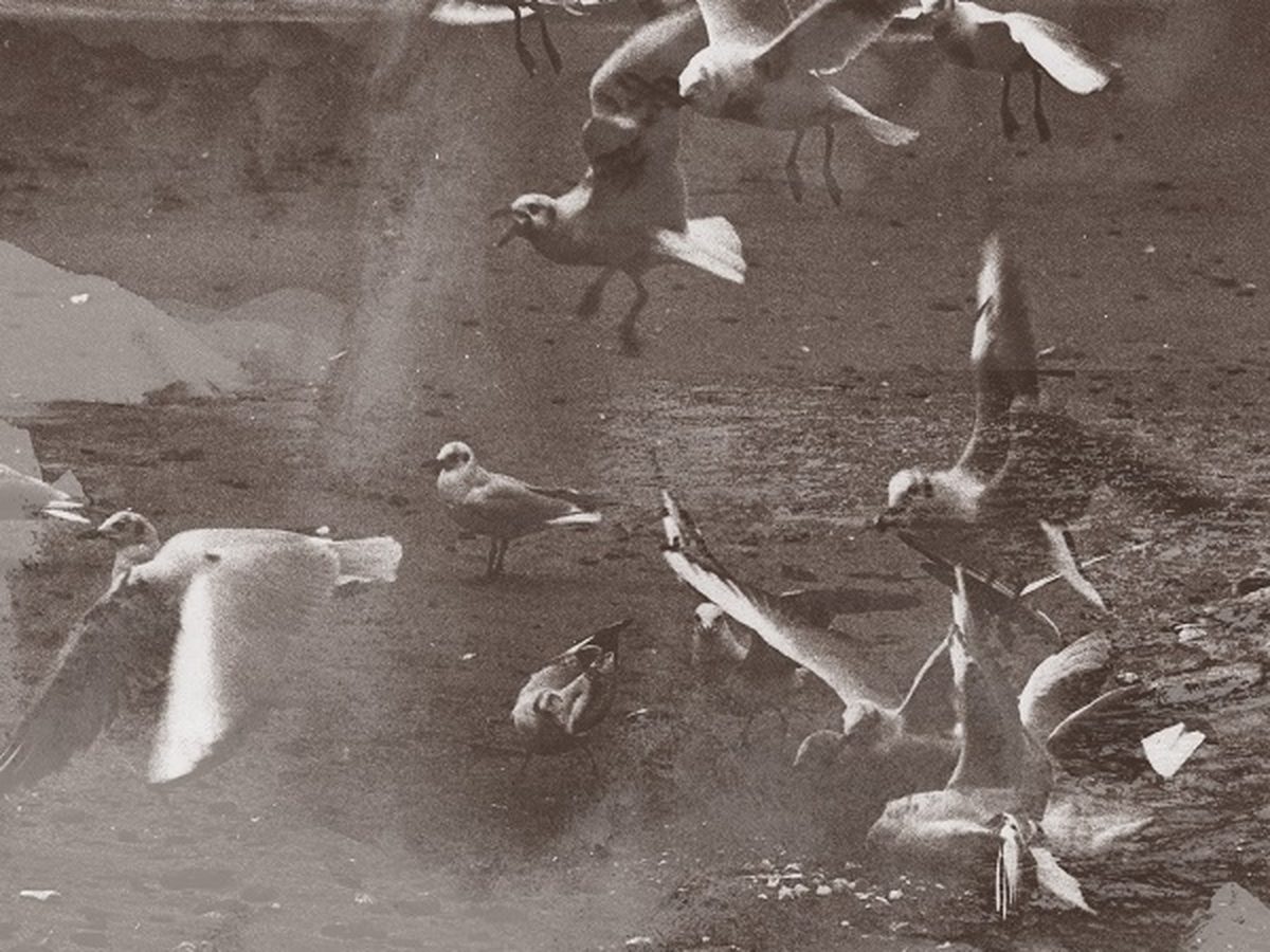 Copertina dell'album "N" di Naesh con dei gabbiani in volo sul mare